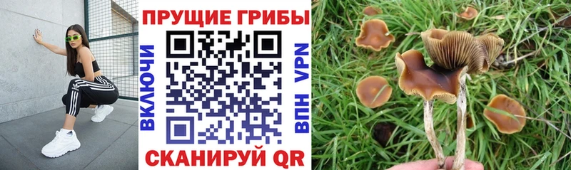 Галлюциногенные грибы Psilocybe  где найти   Приволжск 